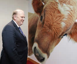 noonan-cow