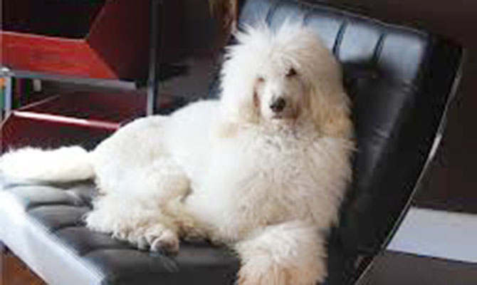 Dog-Leo