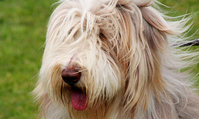 Dog Mick Wallace