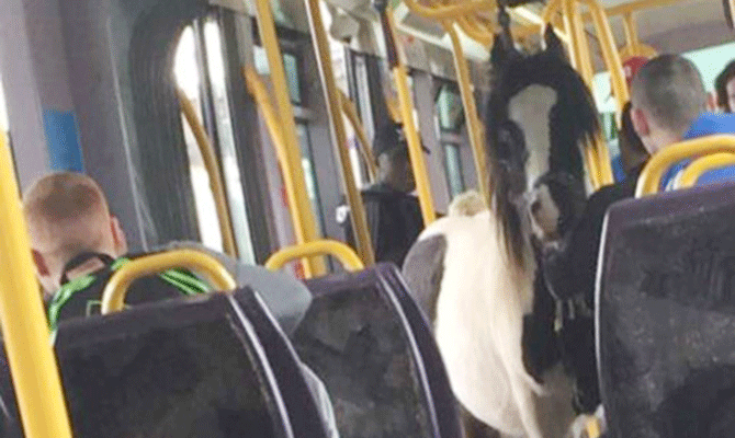 Luas Horse