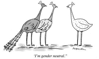 Percival - Gender neutral