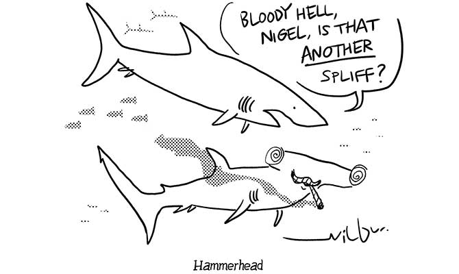 Wilbur - Hammerhead shark