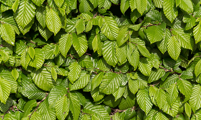 green trees