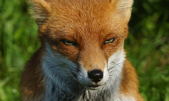 red fox