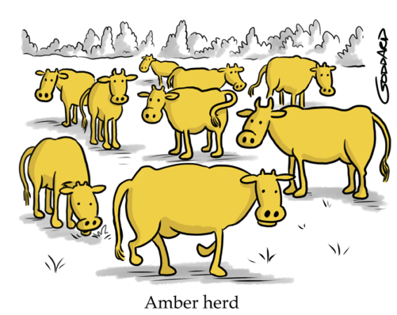 Goddard - Amber herd