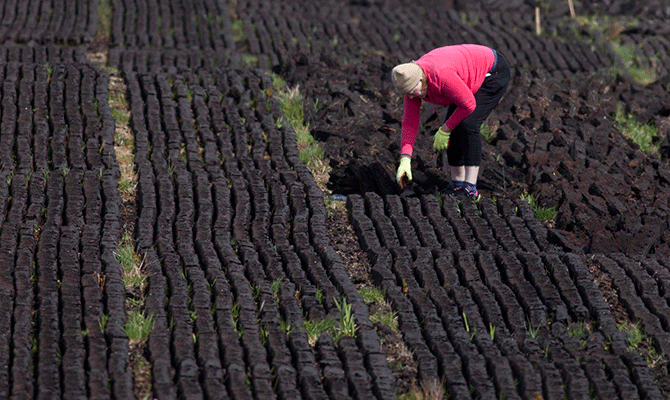 TURF CUTTING ROW