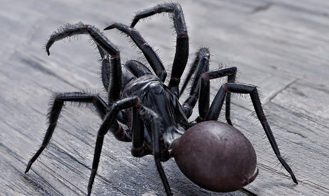 Funnel Web