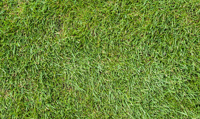 Grass