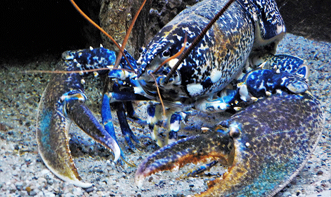 Blue lobster