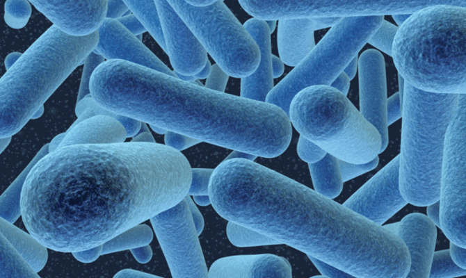 Listeria